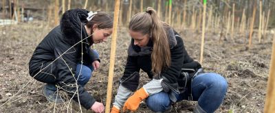 Zwei Personen pflanzen einen Baum