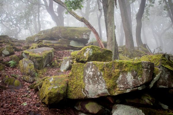 Felsen im Nebel