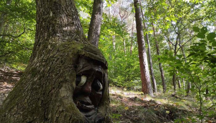 Blick auf einen Baum mit geschnitztem Waldgeist