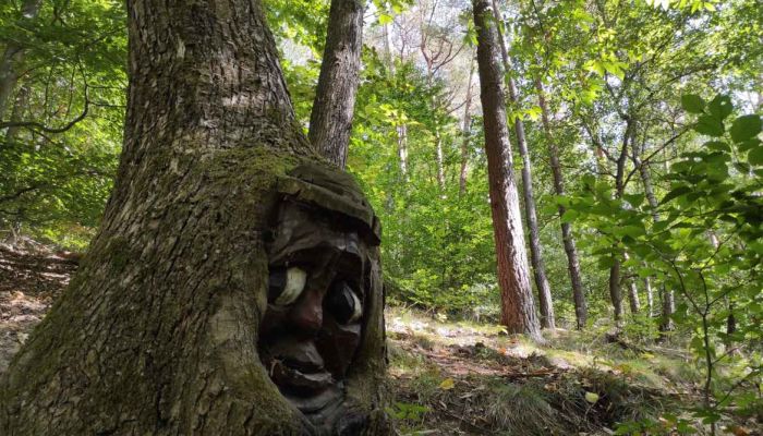 Waldgeisterweg Blick auf einen Baum mit geschnitztem Waldgeist