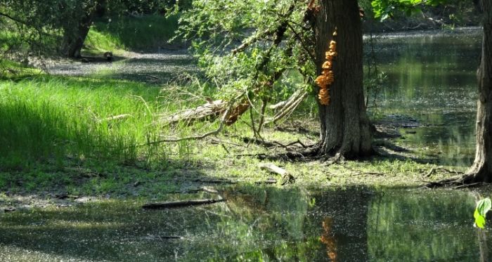 Blick in den Auenwald