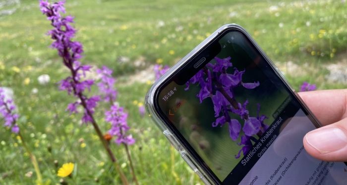 Smartphone mit App zur Pflanzenerkennung
