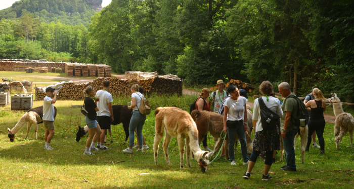 Lamas machen Pause von Wandertour mit Menschen