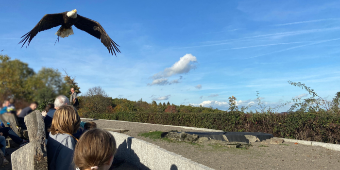 Greifvogel im Freiflug bei einer Flugschau im Wildpark