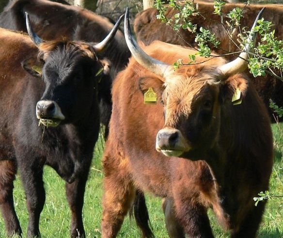 Rinder auf der Weide