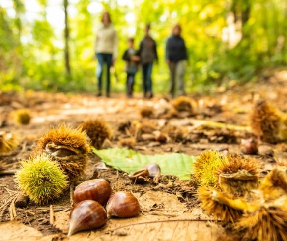 Kastanien liegen auf einem Waldweg, im Hintergrund ist eine Familie zu sehen