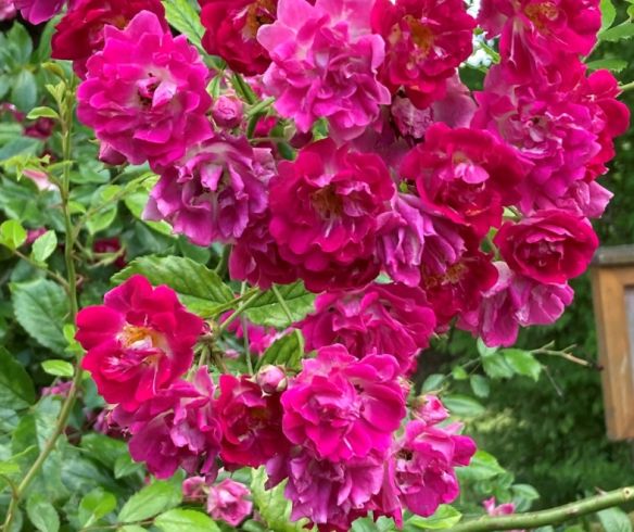 Blühende Rosen auf der Mainau Tour